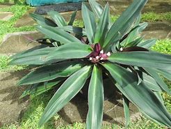 Image result for Tradescantia Oyster Plant