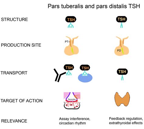 Pars Distalis and Pars Tuberalis Thyroid-Stimulating Hormones and Their Roles in Macro-Thyroid ...