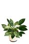 Philodendron Birkin and Philodendron Congo Plant Bouquet – Ugaoo