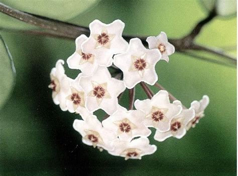 Power of collective aspiration : spiritual meaning of flower