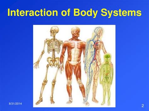 Body System Interaction Chart 的图像结果