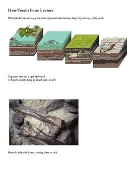 Image result for Fossil Formation Process Step 1