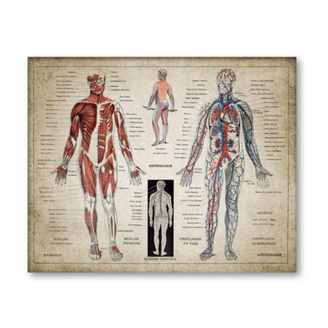 Buy KBIASD French Language Human Medical Anatomy Human Muscles Chart ...