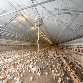 Poultry Sheds – Top Manufacturers, Suppliers & Sellers in India