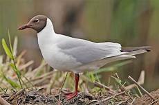 gabbiano femmina vogelwarte ch lachm 246 we gabbiano femmina vogelwarte ch lachm 246 we