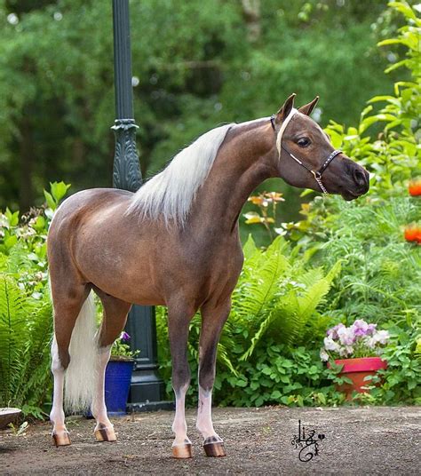 Best 13 Stallions – Texas Angles Miniature Horses – Artofit
