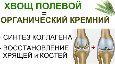 Хвощ полевой: лечебные свойства и противопоказания