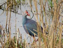 Madhya Pradesh State Biodiversity Board || Reptiles Database Snake ...