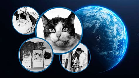 Félicette, die erste Katze im Weltraum | Erste Katze im Weltall | Astronaut Katze