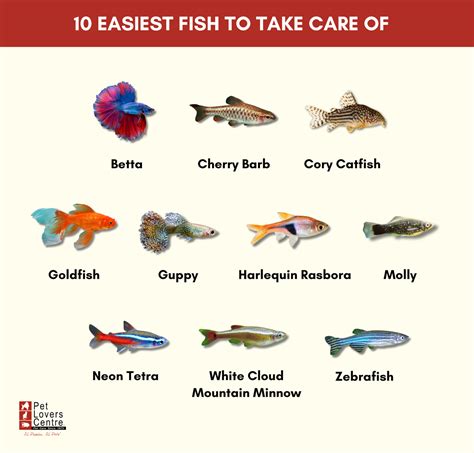 10 Easiest Fish to Take Care of for Beginners [+FAQs]