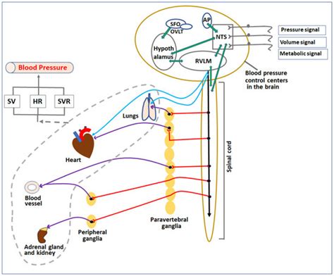 Controls of Central and Peripheral Blood Pressure and Hemorrhagic ...
