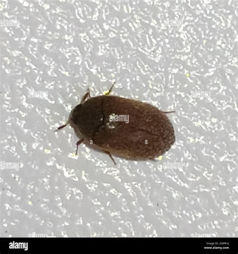 Brown Carpet Beetle (Attagenus smirnovi Stock Photo - Alamy