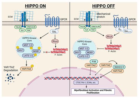 Mechanisms of Fibroblast Activation and Myocardial Fibrosis: Lessons ...