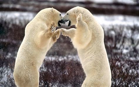 bear, Battle, Predator, Polar Wallpapers HD / Desktop and Mobile Backgrounds