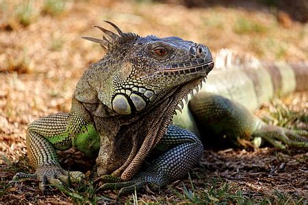 Image result for Reptiles Predators