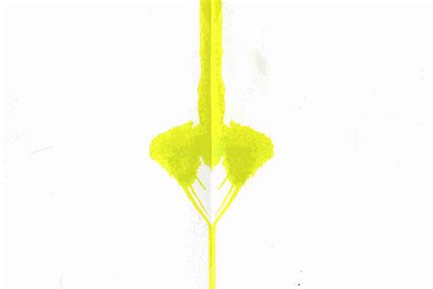 Algorithm Cell Animation 的图像结果