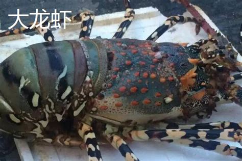 大龙虾的暂养方法 - 农敢网