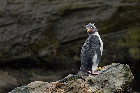 Southern Rockhopper Penguin | Paul Gadd
