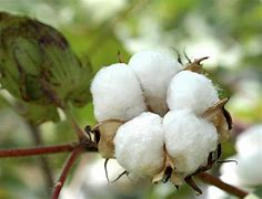 Image result for of cotton