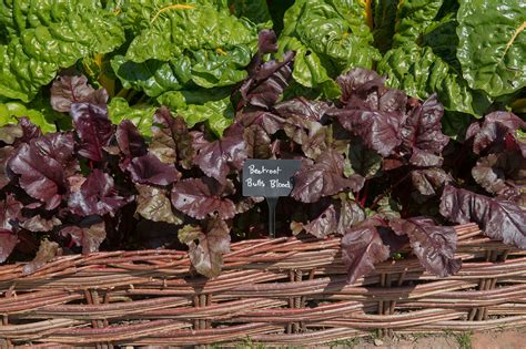 8 Types of Beets You’ll See at the Farmers Market – Produce Pack