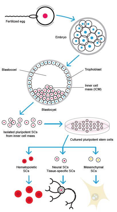Stem Cell Process 的图像结果