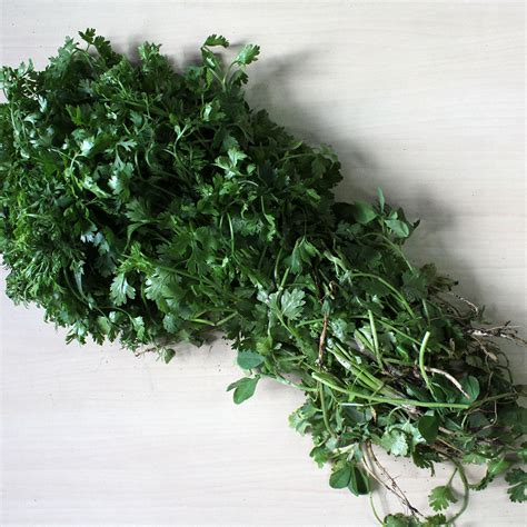 Organic Coriander – Freshindiaorganics
