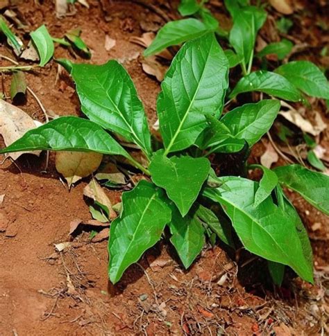 Arogyapacha – Trust Nature