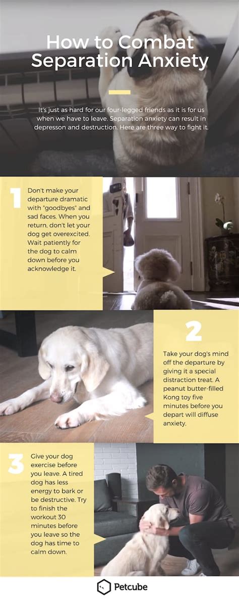 Image result for How to Help Dogs with Separation Anxiety