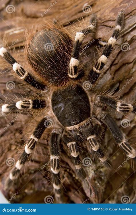 Brazilian White Knee Tarantula Stock Image - Image of exotic, fear: 3485165
