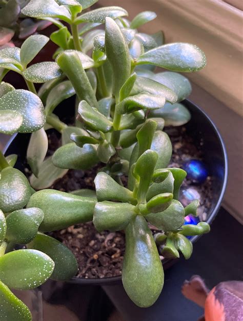 Question: what is it called when two plants basically interbreed? : r/succulents