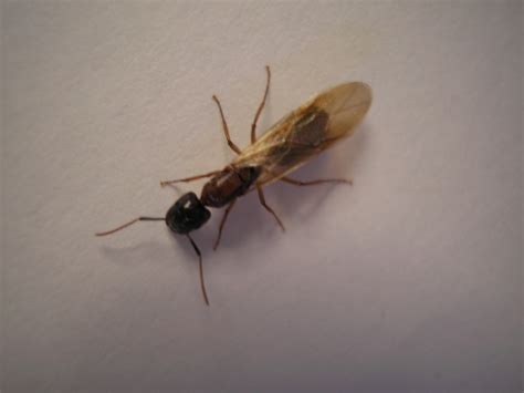 File:Winged ant.JPG - Wikimedia Commons