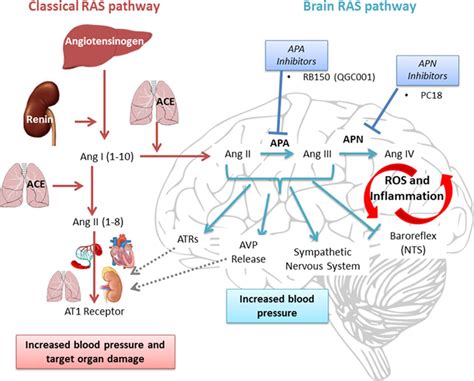 Licorice Hypertension Mechanism at Ruben Ramos blog