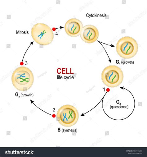 Cell Cycle. from quiescence, Growth and DNA replication to Mitosis and Cytokinesis. Checkpoints ...