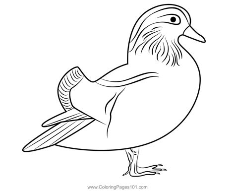 Mandarin Duck Coloring Page for Kids - Free Ducks Printable Coloring ...