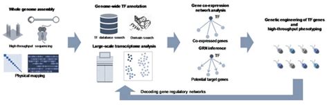 Plants | Special Issue : Molecular and Cellular Mechanisms of the ...