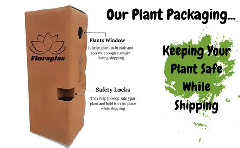 FloraPlax Beautiful Grafted Colourful Multi Bougainvillea Flower Dwarf ...