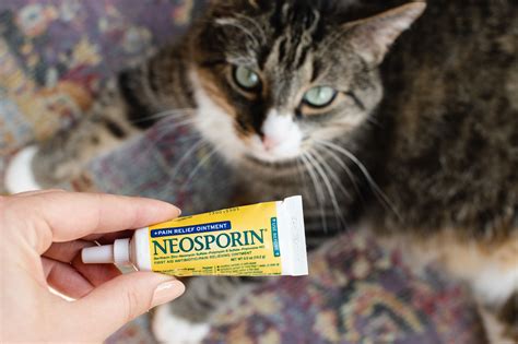 Can You Use Neosporin On Cats