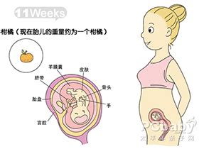 怀孕1-10周图解_科普图库_亲子图库_太平洋亲子网