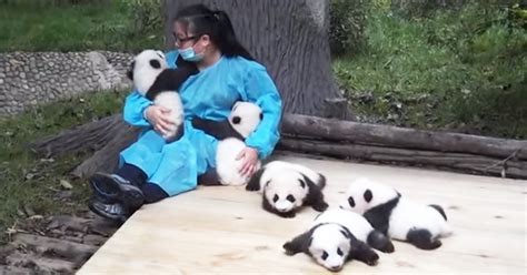 Image result for Red Panda Cuddle