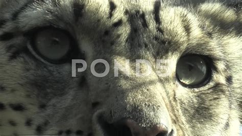 Snow Leopard Green Eyes