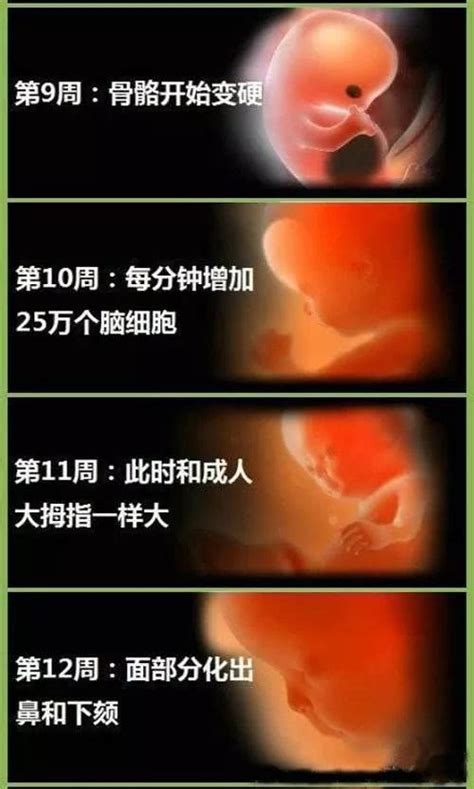 怀孕三个月已度过流产危险期 孕3月胎儿发育情况和护理要点 - 每日头条