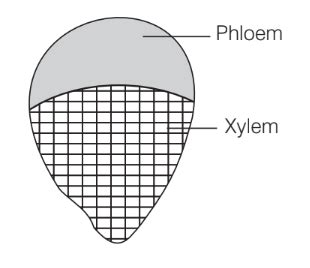 SATHEE: Chapter 06 Anatomy of Flowering Plant