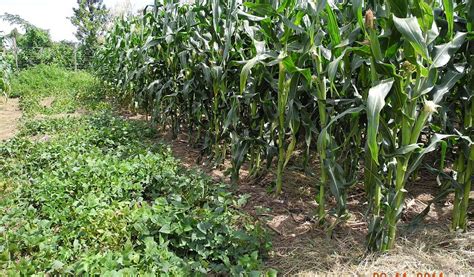 Mizoram: 1,409 Hectares of Maize Cultivation Affected by Insect Attack ...