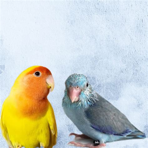 Parrotlet Vs Lovebird 13 Types Of Parrots You Can Have As Companions