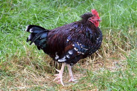 Speckled Sussex: Chicken Breed Profile, Pictures & Facts