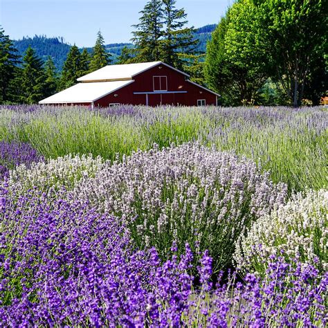 HOOD RIVER LAVENDER FARMS (2026) All You Need to Know BEFORE You Go ...