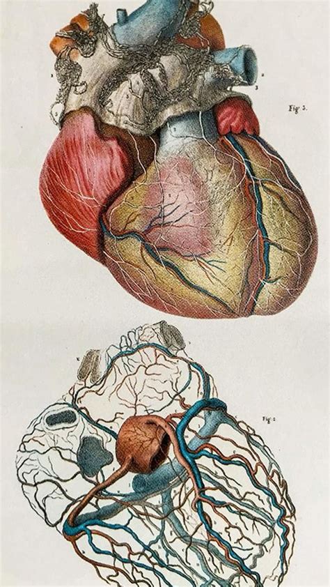 Image result for Cardiac Muscle Labelled Diagram