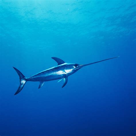 Fastest Sea Animal In The World