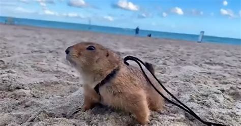 Image result for Domesticated Prairie Dogs