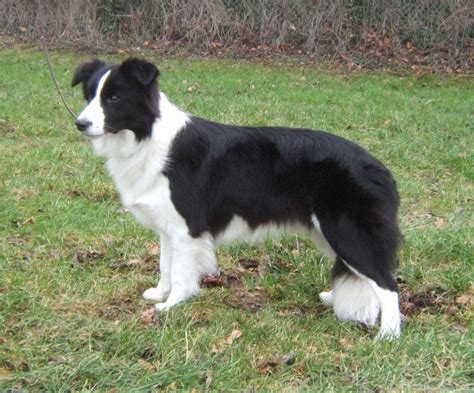 Border Collie Qualities at Katrina Berg blog